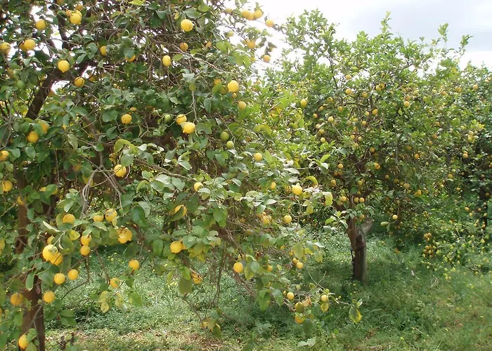 Il Giardino Di Sicilia 카세 몬테로소